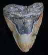 Bargain Megalodon Tooth - A Beast #5548-1